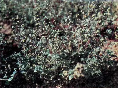 Майоран садовый Монарда лимонная Можжевельник Огуречн - фото 36