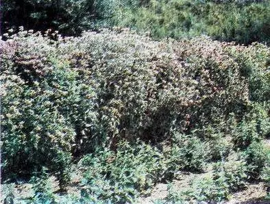 Монарда лимонная Можжевельник Огуречная трава Котовни - фото 37