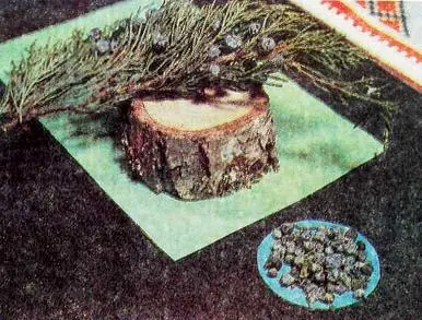 Можжевельник Огуречная трава Котовник лимонный Лофант - фото 38