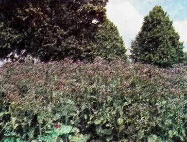 Пряности - фото 39