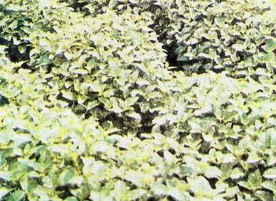 Пряности - фото 40