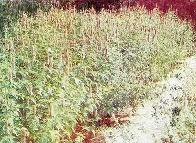 Пряности - фото 41