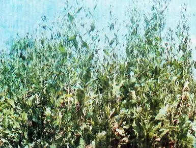 Пряности - фото 42