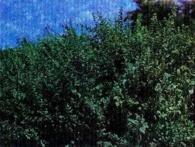 Мелисса лимонная Витекс священный Витекс коноплевидный - фото 43