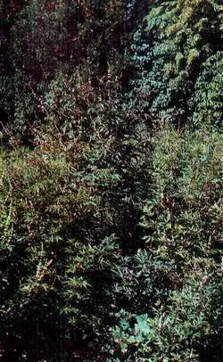 Витекс священный Витекс коноплевидный Пажитник голубой св - фото 44