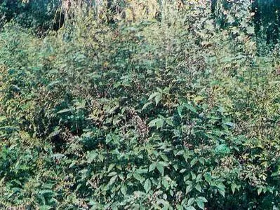 Витекс коноплевидный Пажитник голубой сверху общий вид растений снизу - фото 45