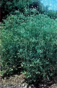 Пажитник голубой сверху общий вид растений снизу семена Лук порей - фото 46