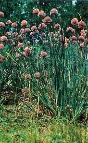 Лук порей Лук шнитт Лук поникающий Лук медвежий - фото 48