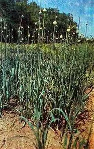 Лук шнитт Лук поникающий Лук медвежий Лук душистый - фото 49