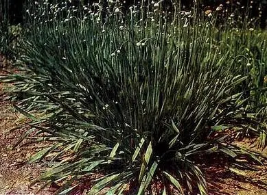 Лук поникающий Лук медвежий Лук душистый Лук батун - фото 50