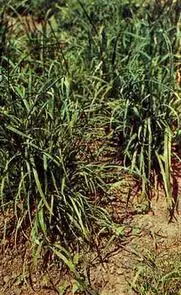 Лук медвежий Лук душистый Лук батун Как приправу используют свежие мелко - фото 51