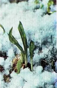 Лук душистый Лук батун Как приправу используют свежие мелко натертые корни - фото 52