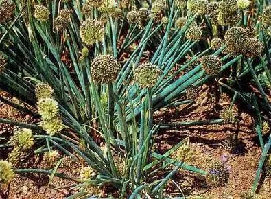 Лук батун Как приправу используют свежие мелко натертые корни Он хорош без - фото 53