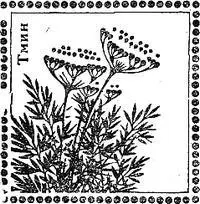 Уксусы Пищевой уксус широко применяют в качестве приправы к салатам мясу - фото 55