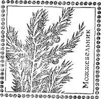 Букеты Весеннелетние букетыМногие пряноароматические растения красиво - фото 57