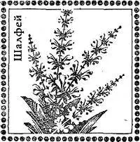 Использование пряностей в косметике КосметикаКто из наших современников не - фото 58