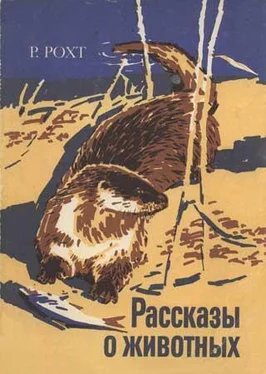 Рихард Рохт Рассказы о животных обложка книги