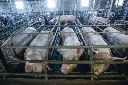 Sows confined in gestation crates These highly social and intelligent beings - фото 13