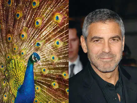 A peacock and a man When you look at these images data on proportions - фото 14