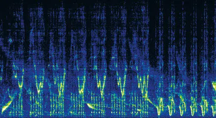 A spectrogram of a bowhead whale song How does a whale experience this song - фото 48