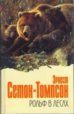 Эрнест Cетон-Томпсон Рольф в лесах обложка книги