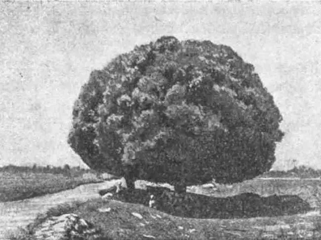 Дерево Сада карагач Слезы снова показались на глазах у арбакеша В - фото 15