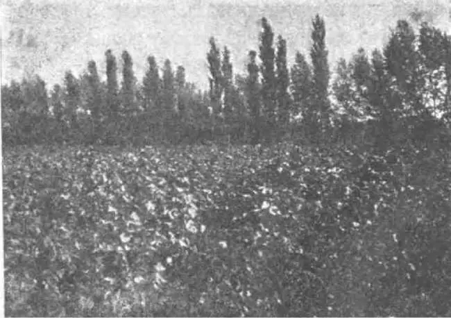 Хлопковое поле ІХРАСПЛАТА Было ясное летнее утро В горах еще держалась - фото 22