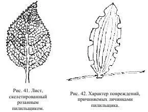 Подобным образом и тоже на крестоцветных растениях питается гусеница репной - фото 22