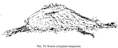 Коконы лучше оставить не в комнате а на воздухе потому что здесь они будут - фото 32