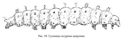 Следующая линька происходит через пять или шесть дней и гусеницы становятся - фото 33