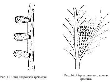 Какогото единого способа откладки яиц очевидно не существует Некоторые - фото 8