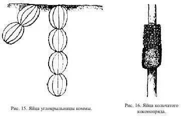 Какогото единого способа откладки яиц очевидно не существует Некоторые - фото 9