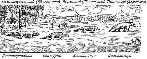 3 Кайнозойская 4 5 - фото 36
