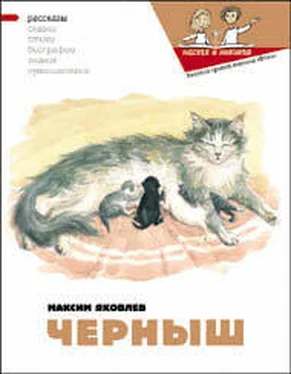 Максим Яковлев Черныш обложка книги