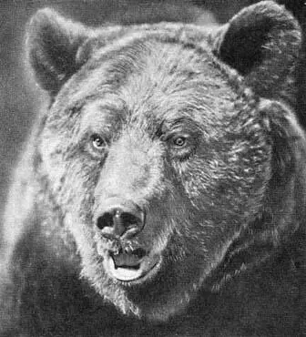 Всю поляну обошёл все камни перевернул Все камни мокрым донышком к солнцу - фото 263