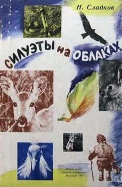 Николай Сладков Силуэты на облаках обложка книги