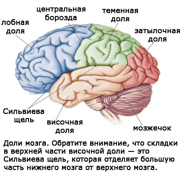 На рисунке показано местоположение четырех долей мозга затылочной височной - фото 2