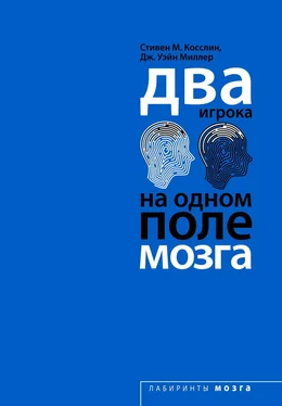 Стивен Косслин Два игрока на одном поле мозга обложка книги