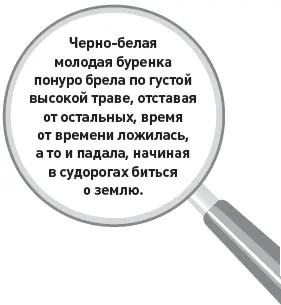 Чернобелая молодая буренка понуро брела по густой высокой траве отставая от - фото 24