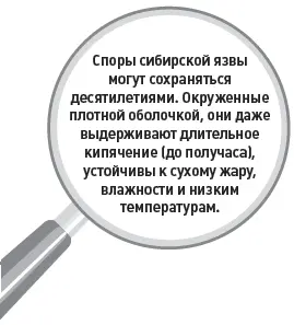 Споры сибирской язвы могут сохраняться десятилетиями Окруженные плотной - фото 26