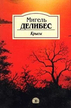 Мигель Делибес Крысы обложка книги