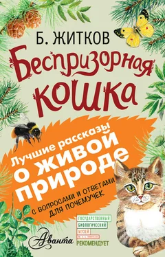 Борис Житков Беспризорная кошка (сборник). С вопросами и ответами для почемучек обложка книги