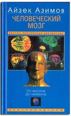 Айзек Азимов Человеческий мозг. От аксона до нейрона. обложка книги