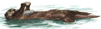 МОРСКАЯ ВЫДРА животное использующее орудия Морская выдра оса и дарвинов - фото 3