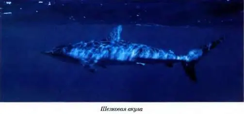 Уже много лет организовывая туры и поездки на Красное море которое сейчас - фото 186