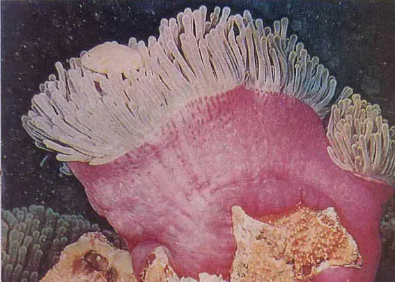 Морская анемона Встреча на дне Морское блюдце для исследования подводных - фото 10