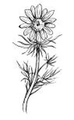 Ольга Черногаева - Лечение женских болезней травами