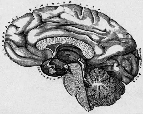 Рис 6 По мнению экстрасенсов гипоталамогипофизарный участок мозга обведен - фото 9