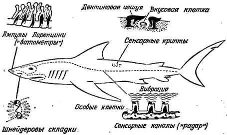 Органы чувств акулы Сенсорные каналы вдоль боковой линии воспринимают вибрацию - фото 70