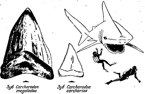 Ископаемый зуб Carcharodon megalodon Хранится в Океанографическом музее - фото 72
